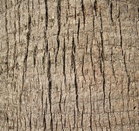 Free photo: Tree trunk texture - Abstract, Timber, Wood - Free Download ...