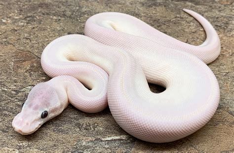 Super Mojave Blue Eyed Lucy Ball Python by Vesper Ball Pythons ...