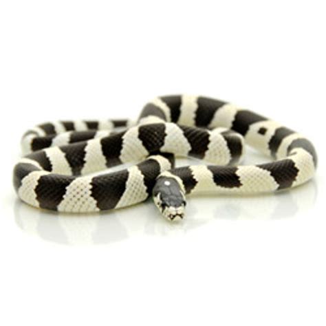 KING SNAKES Black & White Banded California King Snake from ReptMart.com