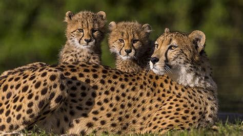 Cheetahs , background, Cheetah Cubs HD wallpaper | Pxfuel