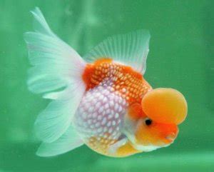 Pearscale Goldfish Raising and Care - Knowledge Base LookSeek.com