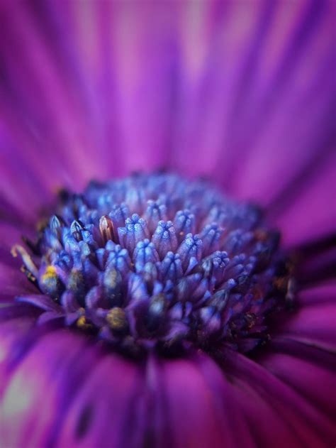 9 Tips For Beautiful Flower Macro Photography On iPhone