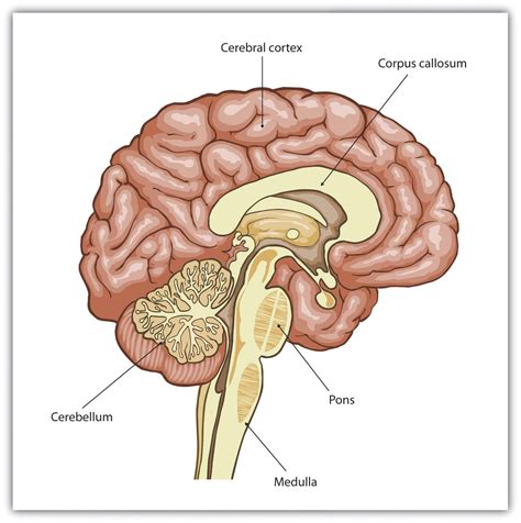 3.2 Our Brains Control Our Thoughts, Feelings, and Behavior ...