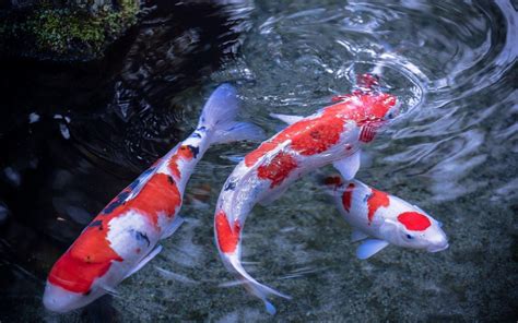 Koi Fish Wallpapers - Wallpaper Cave