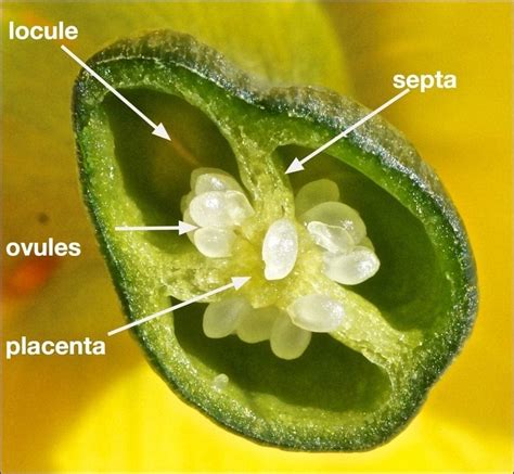 Ovules and Placentas - Tree Guide UK Flower ovary and placenta