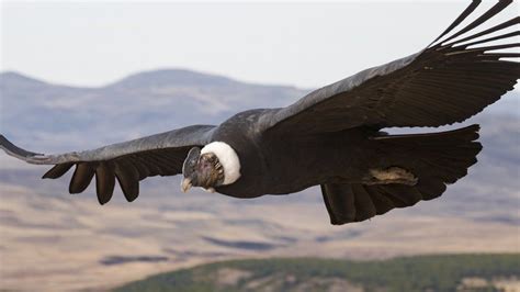 Andean condor birds 'flap wings just 1% of the time' - BBC News