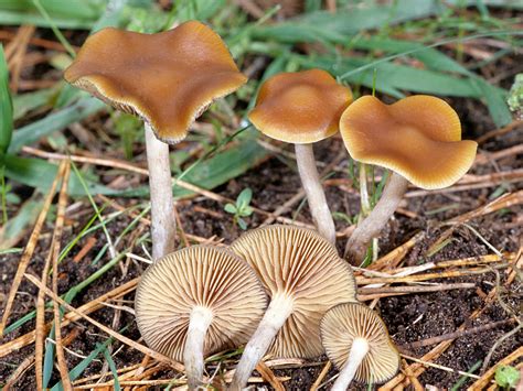 California Fungi: Psilocybe cyanescens