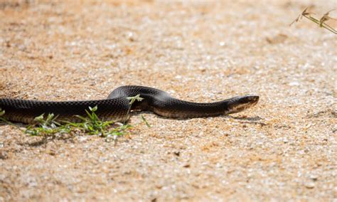 Florida Cottonmouth vs. Northern Cottonmouth: What are the Main ...