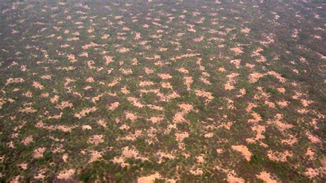 Chia seedlings verify Alan Turing’s ideas about patterns in nature