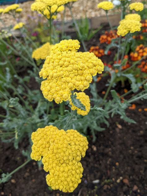 Buy Achillea chrysocoma 'Grandiflora' from Shire Plants