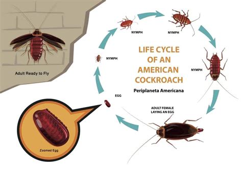 Roach Life Cycles - Pointe Pest Control: Chicago Exterminator & Pest ...