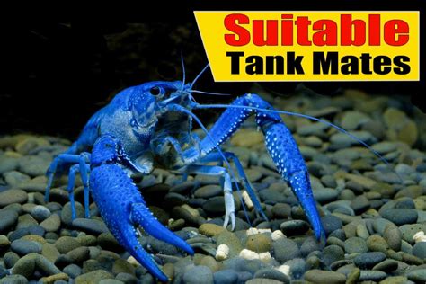 Crayfish and Suitable Tank Mates - Shrimp and Snail Breeder