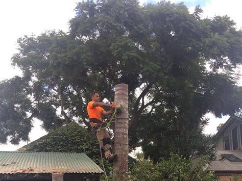 Qualified Arborist Sydney - Level 5 Certified Arborists