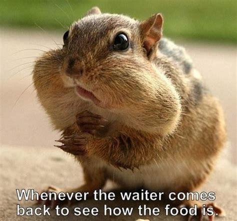 Funny squirrel nuts eat food | Best Funny pictures | Funny animals ...