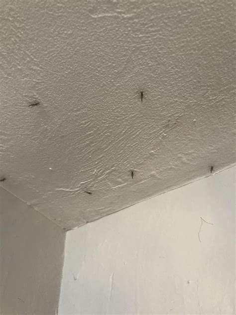 Swarm of flies! Anyone else having this problem? : r/SWFL