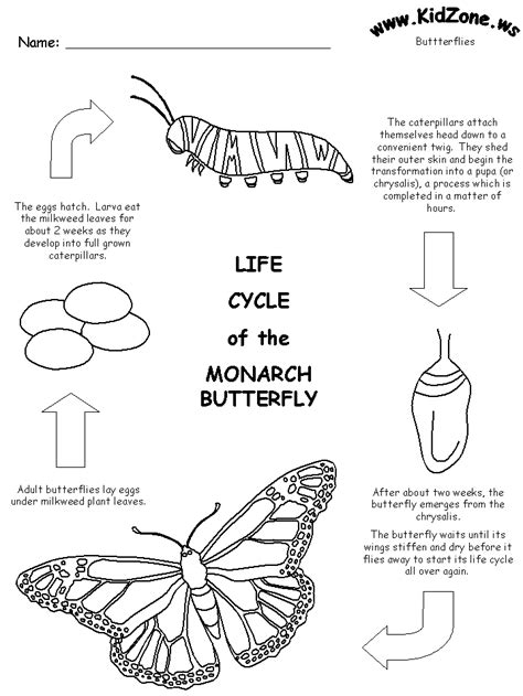 Butterfly Life Cycle Worksheet Printable - Worksheets Joy