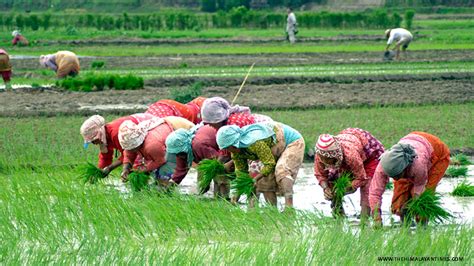 Agricultural Overhaul - Samriddhi Foundation