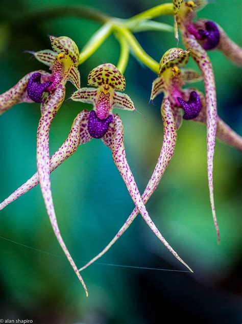 Orchids spinning a yarn on a Monday morning EXPLORED 11-5-13 | Orchids ...