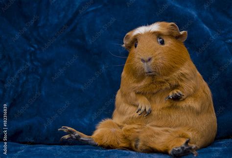 Funny guinea pig sitting in a funny pose on the dark blue background ...