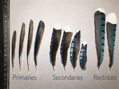 Unusual Blue Jay feathers: part one – Found Feathers