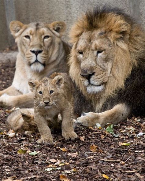 Lion Family - Feline Facts and Information