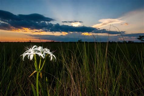 Everglades Headwaters National Wildilfe Refuge — The National Wildlife ...