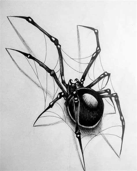 Spider Drawings Pictures