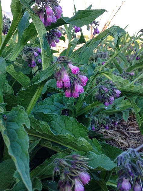 True Comfrey Seeds - The Plant Good Seed Company