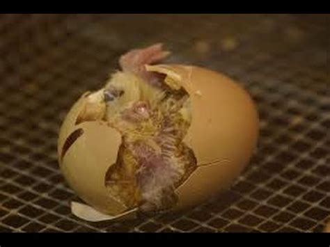 Baby Chicks Hatching - YouTube