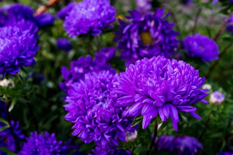 The Different Types of Aster (Photos) - Garden Lovers Club