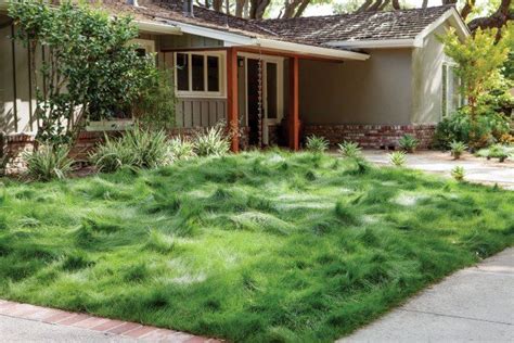 Products we recommend: Delta Bluegrass No-Mow Sod | Yardzen