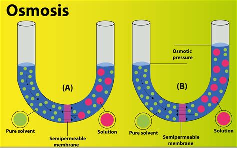 Passive Transport Examples For Kids