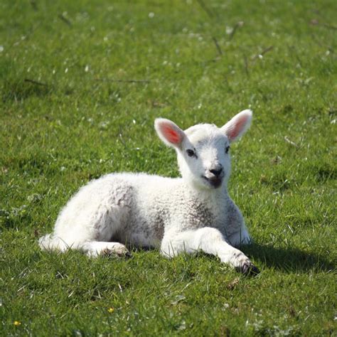 How to Control Scours in Baby Lambs | Animals - mom.me