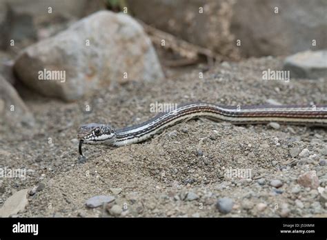 Desert Striped Whipsnake, (Coluber taeniatus taeniatus), Sierra co ...