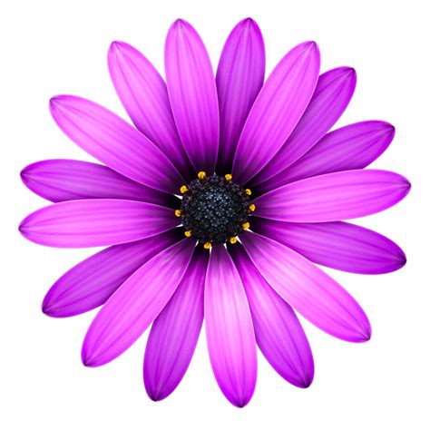 Flowers Icon, Transparent Flowers.PNG Images & Vector - Free Icons and ...