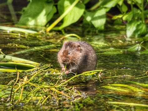 Water vole genome will help boost conservation of one of UK's most ...