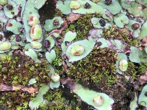 Complex thallose liverworts in March 2022 by chrisjgvn · iNaturalist