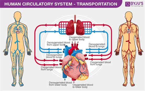 Printable Human Circulatory System Diagram