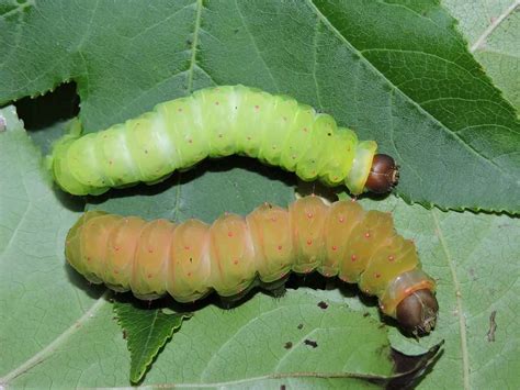 Luna Moth Caterpillar