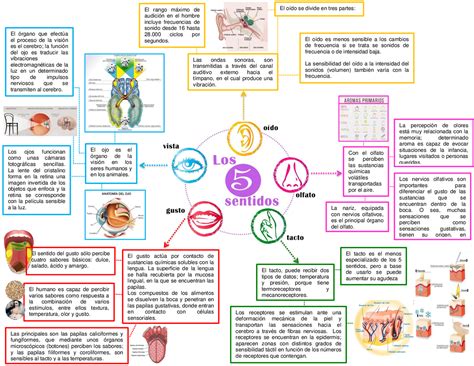 Mapa Conceptual Sentido De La Educacion Inicial Docx Document Porn ...