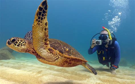 Scuba Diving Waikiki, Honolulu, Oahu, North Shore | Banzai Divers ...