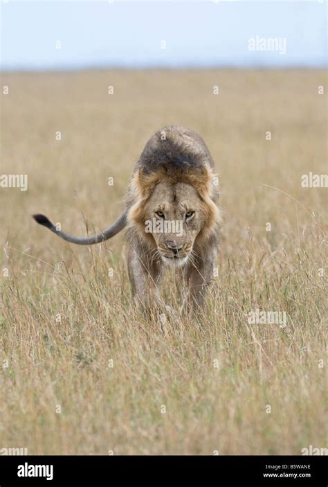 male lion hunting in long grass Stock Photo - Alamy