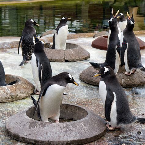 Edinburgh Zoo Penguins - EY Matters