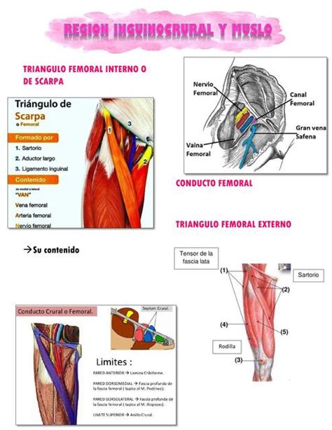 Región Inguinocrural y Muslo | Leslie Carhuaz | uDocz