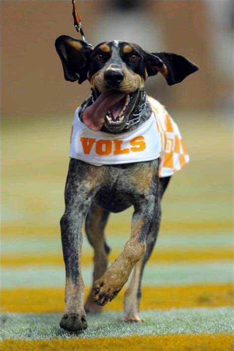 Smokey from the University of Tennessee Knoxville... Go Vols! | Orange ...