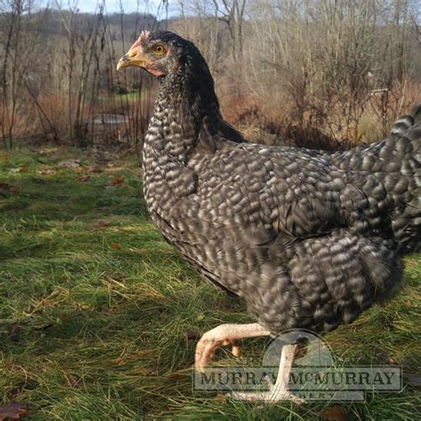 Murray McMurray Hatchery - Cuckoo Marans