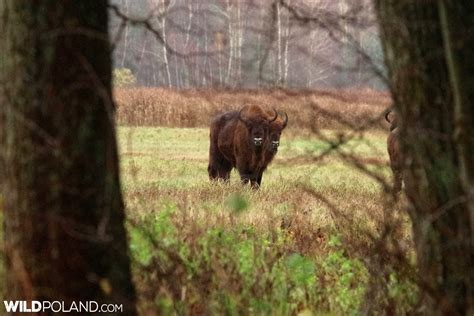 Bison Safari in the Białowieża Forest, Oct 2017 – Wild Poland