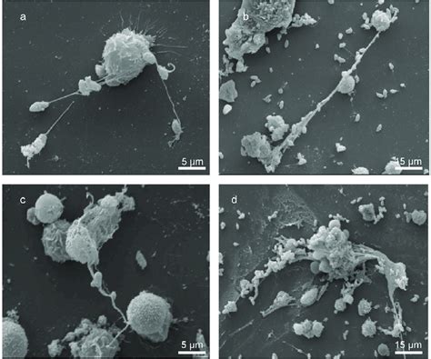 | Bovine neutrophil extracellular trap (neT) formation in response to ...