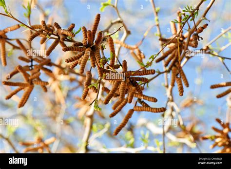 Cluster of seed pods on a Screwbean mesquite tree Stock Photo - Alamy