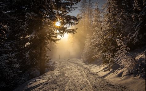 forest, Winter, Snow, Sunrise, Walking, Mist, Nature, Landscape ...